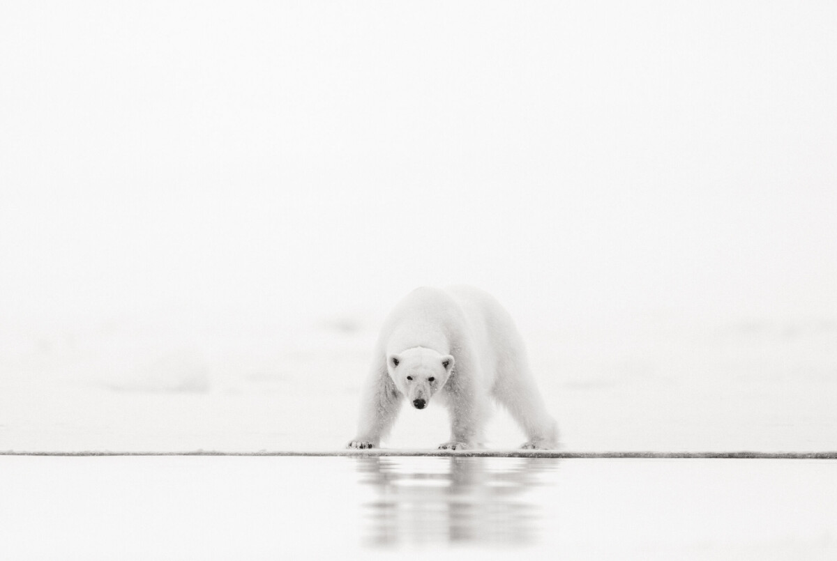'Arctic Sentinel' från fotoprojektet 'Arctic Tanscendence'.