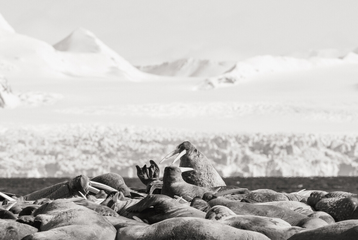 Gathering of the Tusks.