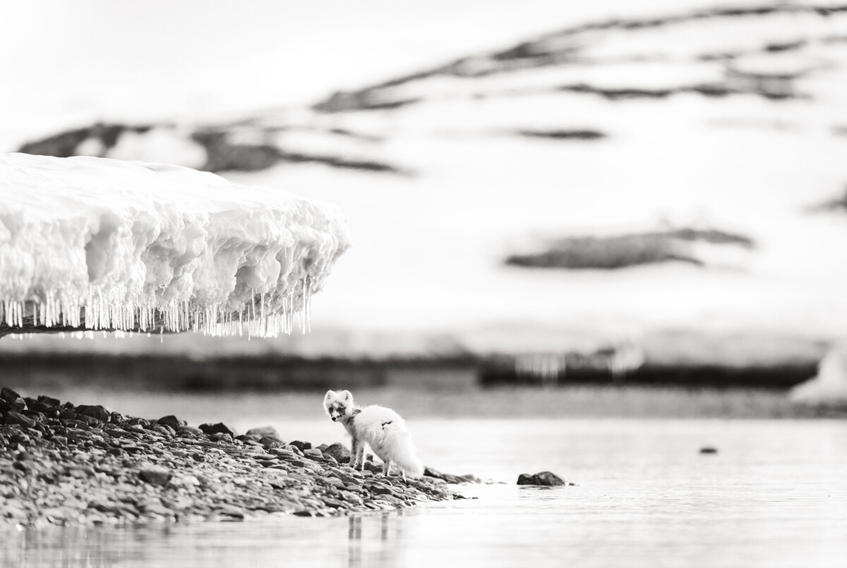 'Silent Witness'.