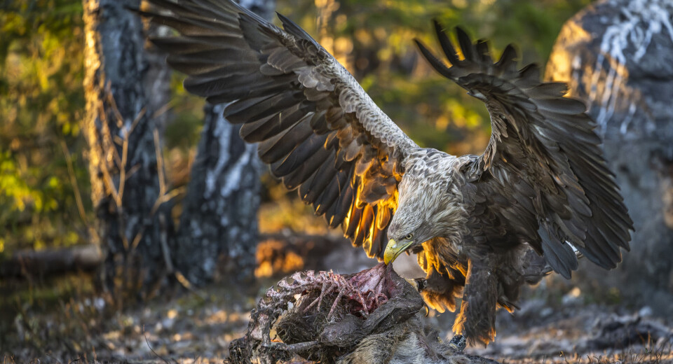 Havsörn (Haliaeetus albicilla), en 11 år gammal fågel som ringmärktes i Uppland 12 maj 2014.