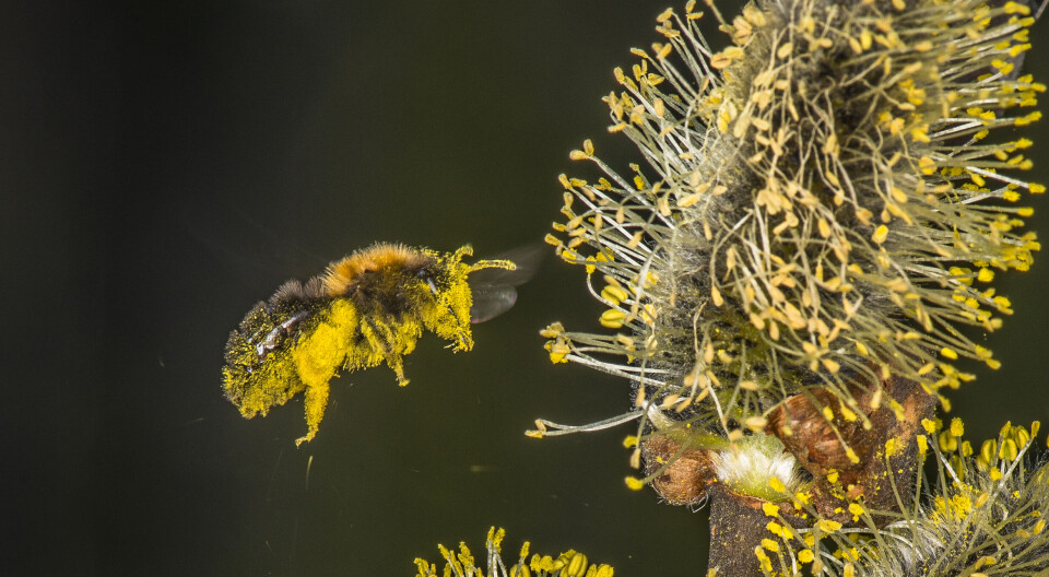 En hona av videsandbi landar på en sälg-hanblomma för att samla pollen till kommande larver. Videsandbiet är en specialist där endast sälg- och videpollen duger som larvföda. Foto: Ola Jennersten