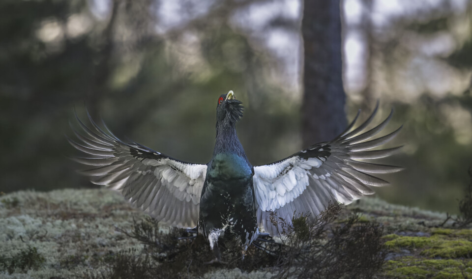 Årets naturfotograf är Ola Jennersten: 'Ärad och överraskad'