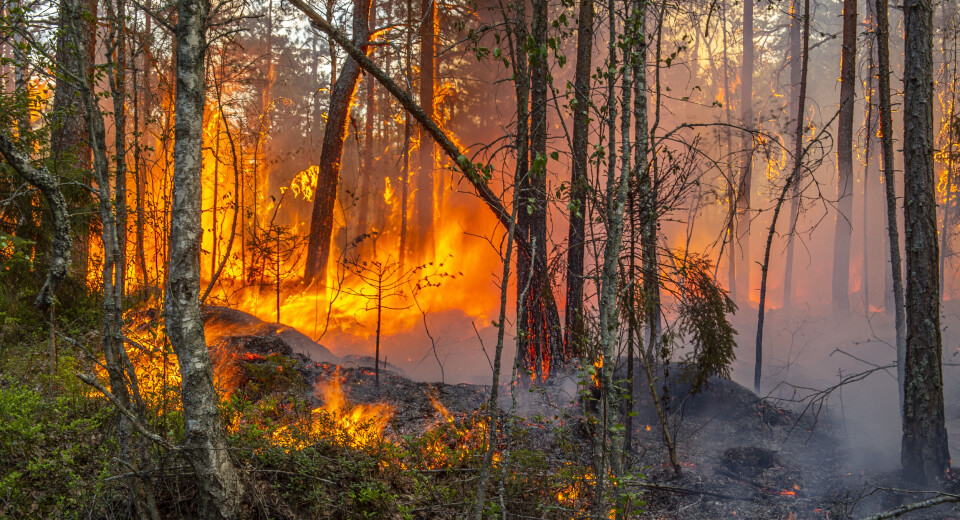 Årets naturfotograf är Ola Jennersten: 'Ärad och överraskad'