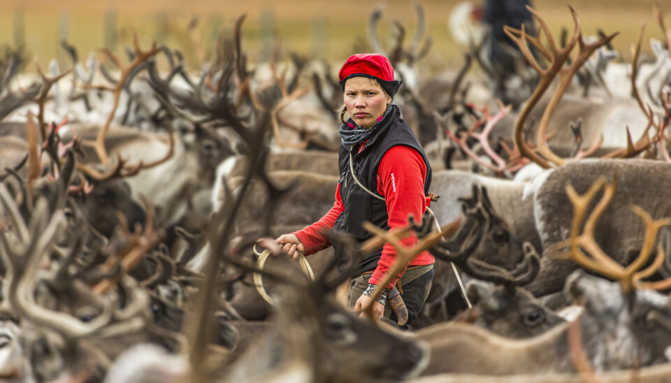 Årets naturfotograf är Ola Jennersten: 'Ärad och överraskad'