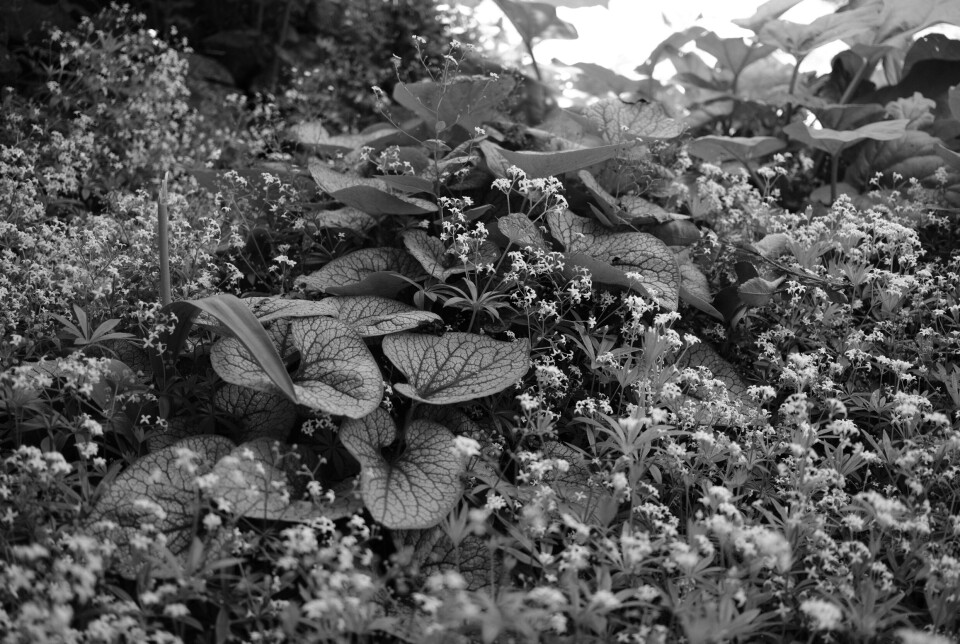 Filmsimulering Acros.