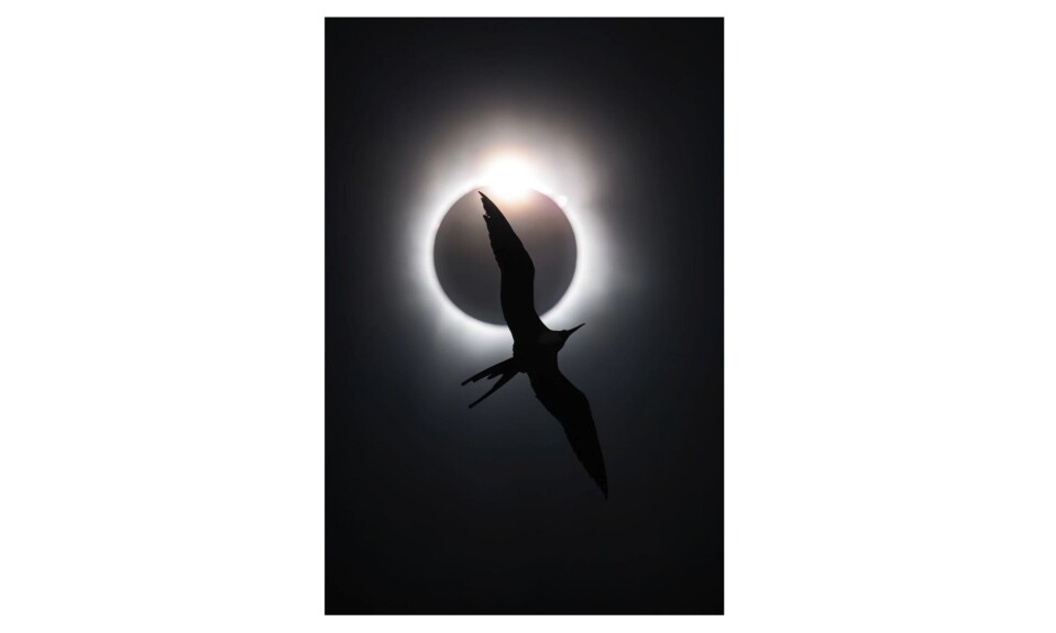 Bird Photographer of the Year 2025 – två svenska fotografer prisas
