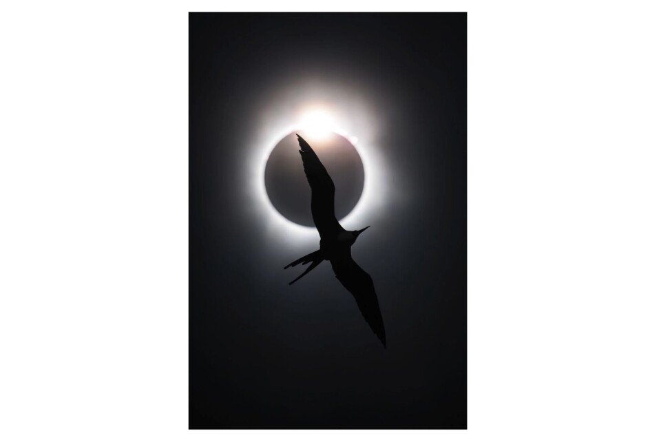 Bird Photographer of the Year 2025 – två svenska fotografer prisas