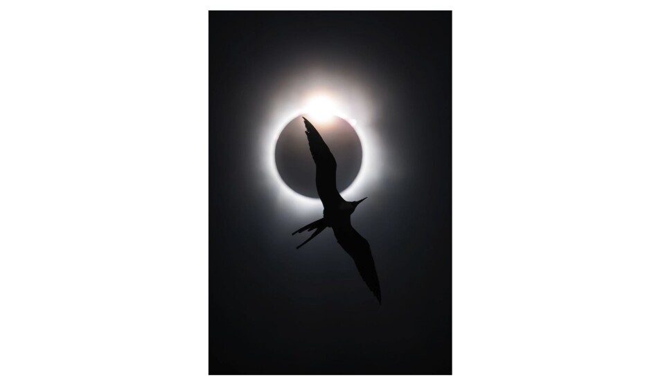 “The Frigatebird and the Diamond Ring”