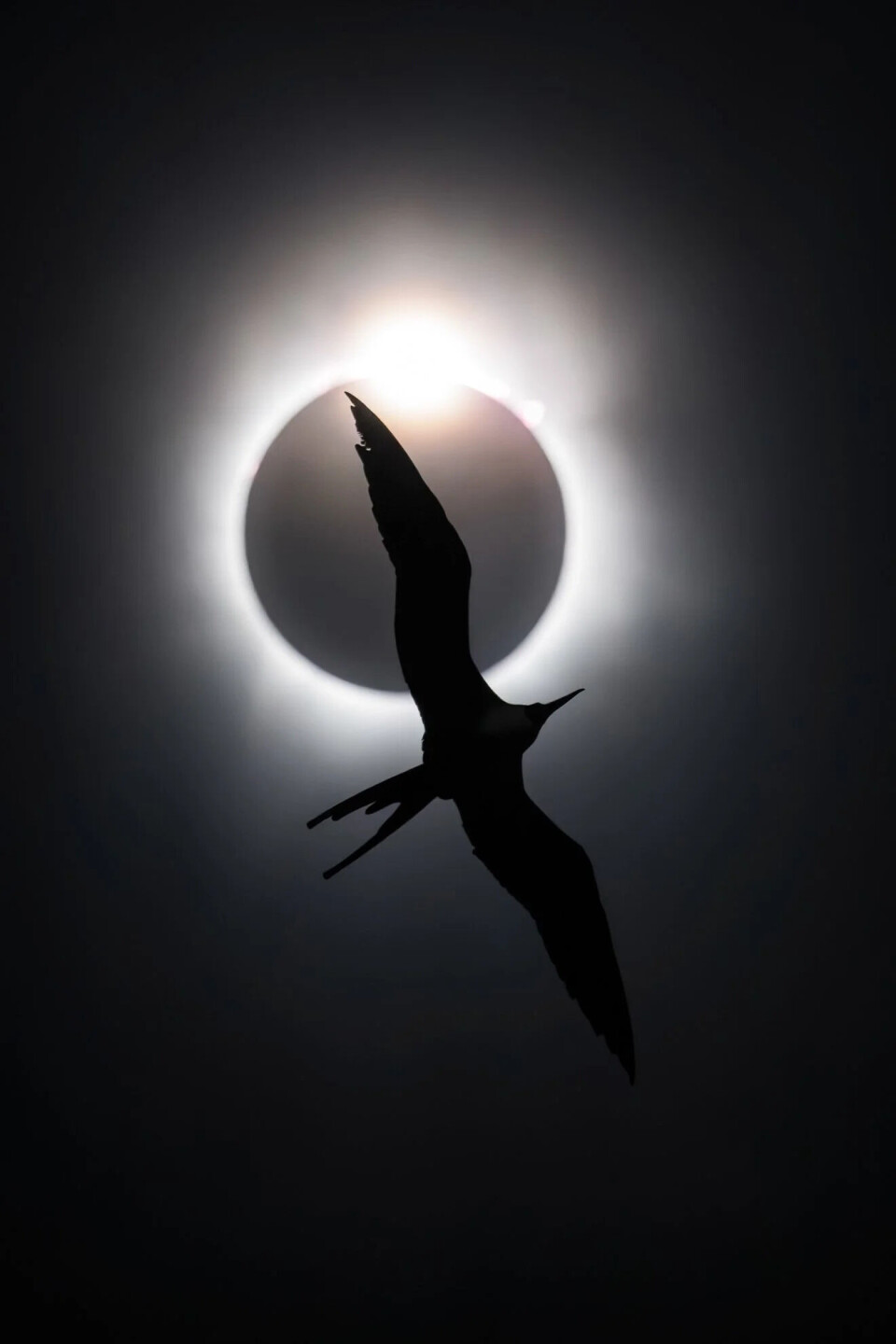 “The Frigatebird and the Diamond Ring” blev vinnarbilden i Bird Photographer of the Year 2025.