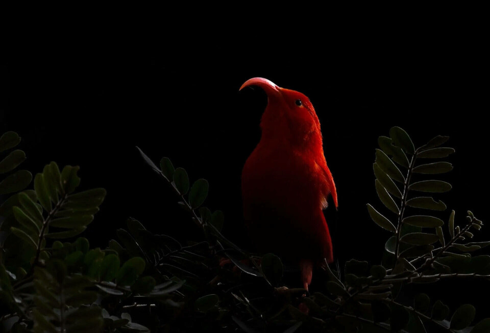 'Jewel of the Forest'.
