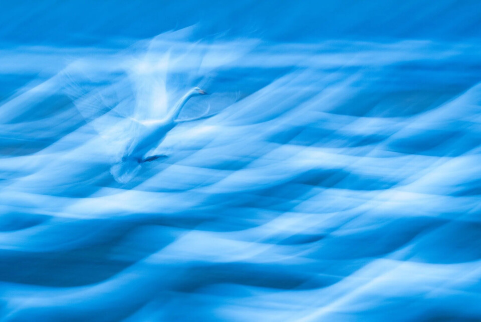 'Landing in a Sea of Swans'.